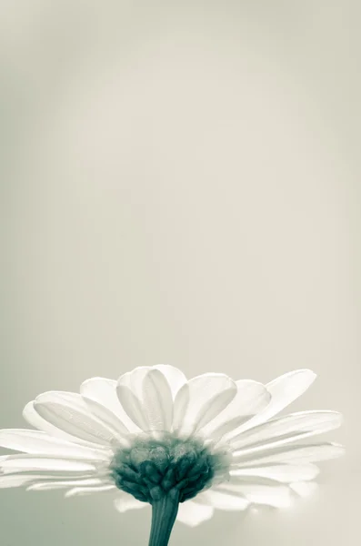Bílá sedmikráska — Stock fotografie