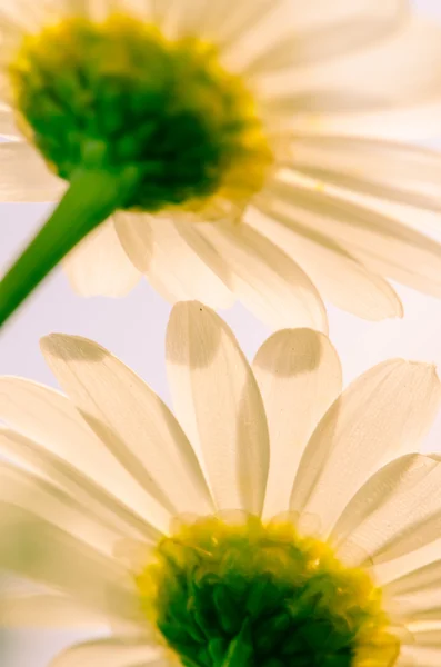 White daisy — Stock Photo, Image