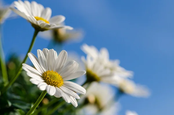 White daisy — Stock Photo, Image