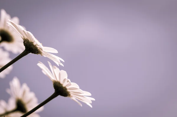 Bílá sedmikráska — Stock fotografie