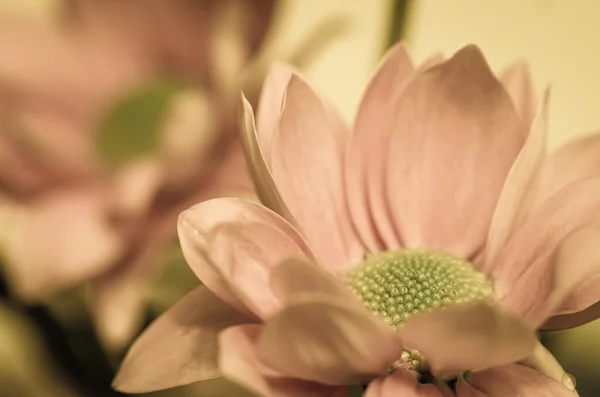 Flor de crisantemo —  Fotos de Stock