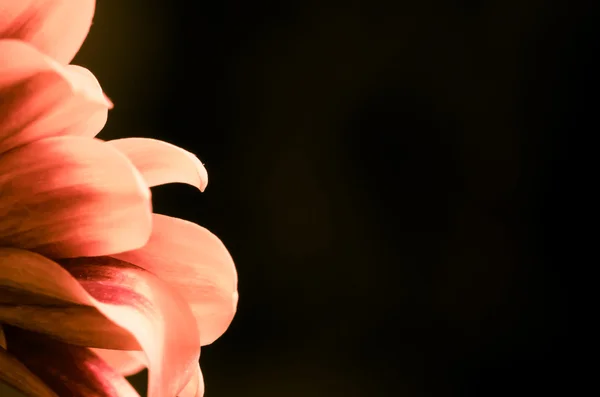 Kwiat chryzantemy różowej — Zdjęcie stockowe