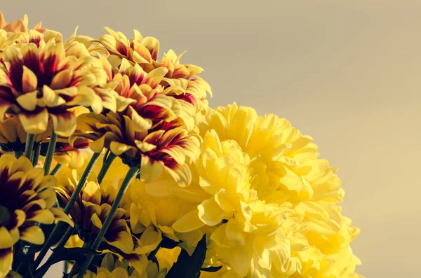 Flor de crisântemo amarelo — Fotografia de Stock