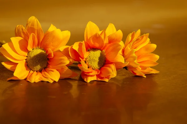 Orange chrysanthemum flower — Stock Photo, Image