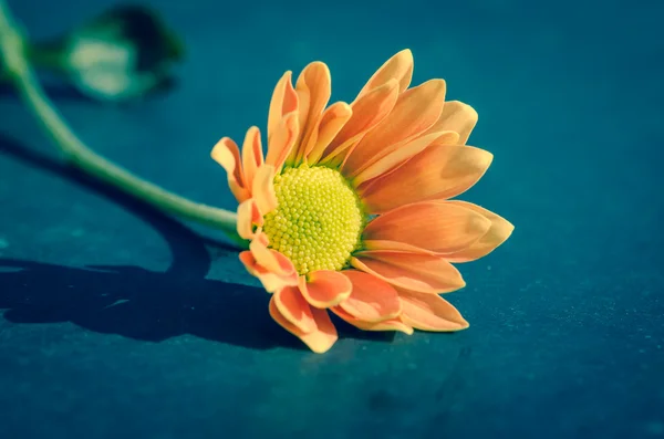 Oranje chrysant bloem — Stockfoto