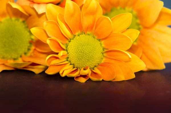 Orange chrysanthemum flower — Stock Photo, Image