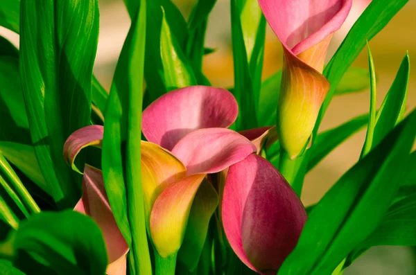 Flor rosa — Foto de Stock