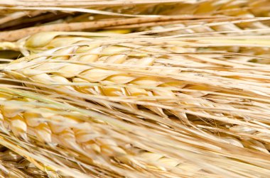 Çavdar tırmanıştır