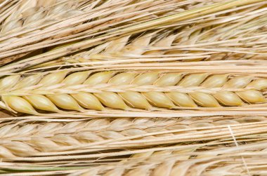 Çavdar tırmanıştır