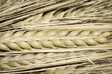 Çavdar tırmanıştır