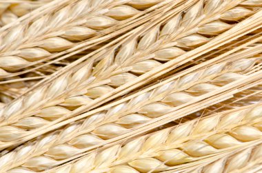 Çavdar tırmanıştır