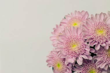 Pembe kasımpatı çiçeği