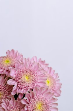 Pembe kasımpatı çiçeği