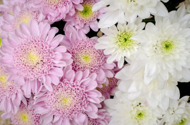 Kasımpatı çiçeği