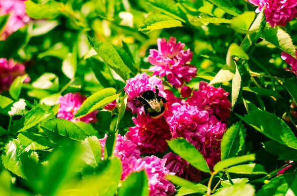 Rosa rosa e bumble-abelha — Fotografia de Stock