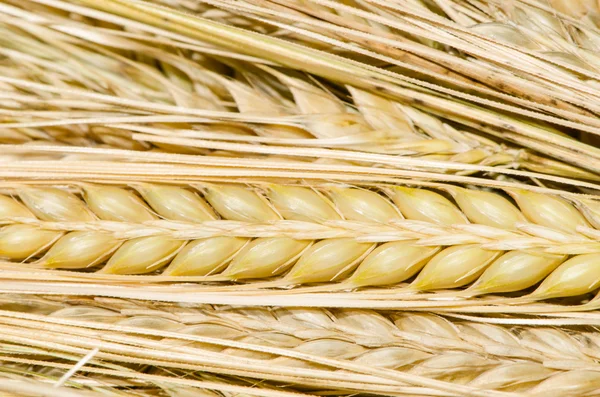 Çavdar tırmanıştır