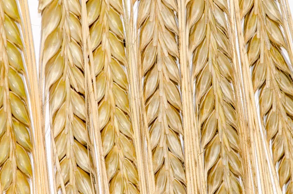 穗状花序的黑麦 — 图库照片