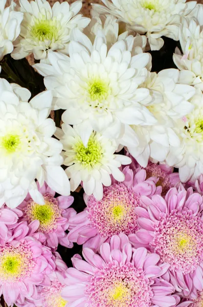 Flor de crisantemo —  Fotos de Stock