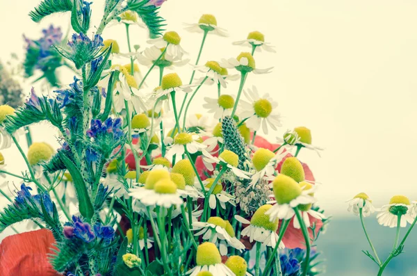 Flores de colores —  Fotos de Stock