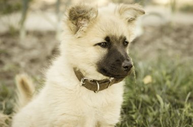 köpeğin portresi