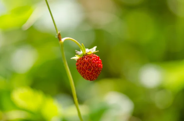 野草莓 — 图库照片