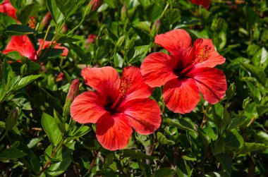 kırmızı amber çiçeği