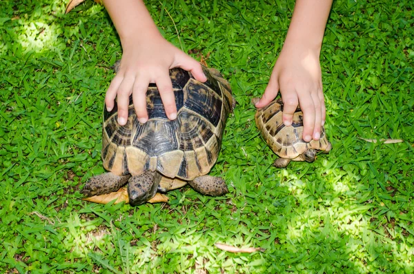 Schildkröten — Stockfoto