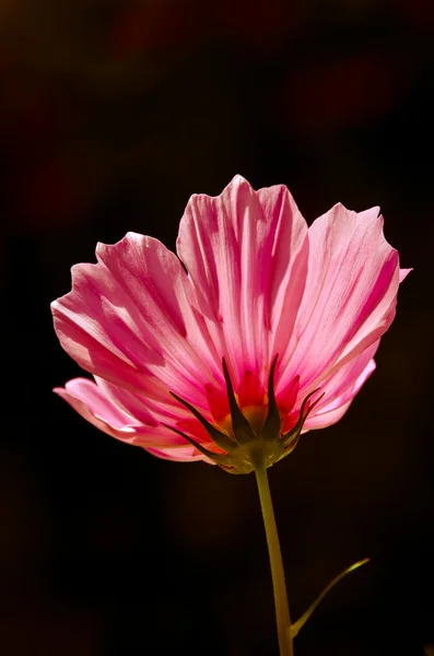 粉色波斯菊花卉 — 图库照片