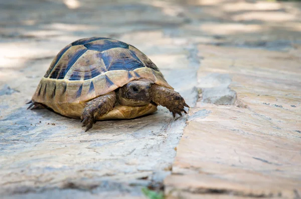 Schildkröte — Stockfoto