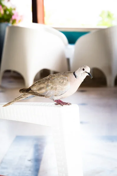 Pigeon — Stock Photo, Image