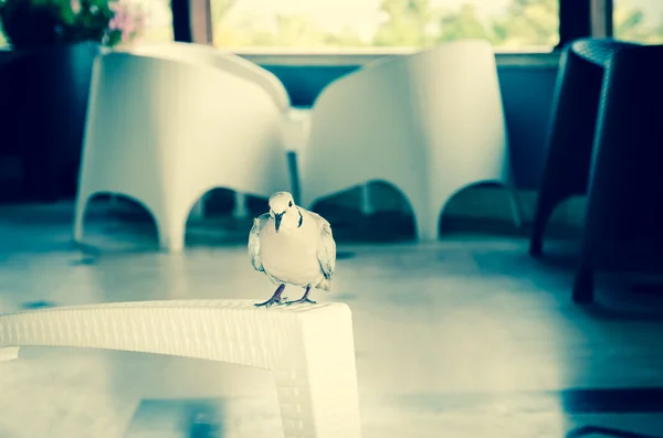 Pigeon — Stock Photo, Image