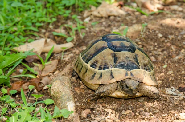 Turtle Royalty Free Stock Photos