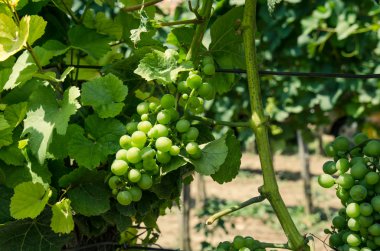 Yeşil üzüm bağ