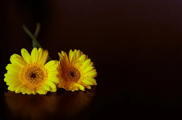 Κίτρινες ζέρμπερες λουλούδι — Φωτογραφία Αρχείου