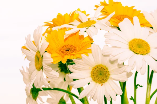 Gerber flower — Stock Photo, Image