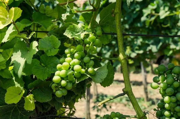 Green grape vineyard — Stock Photo, Image