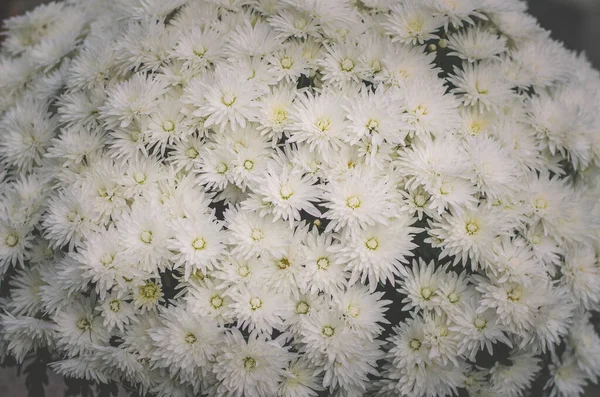Özel Beyaz Kasımpatı Çiçek Deseni — Stok fotoğraf