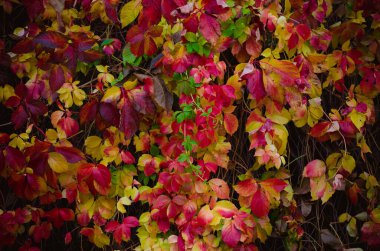 Renkli kırmızı, sarı, turuncu ve yeşil asma çiçeği duvarda, partenosissus sürüngeni