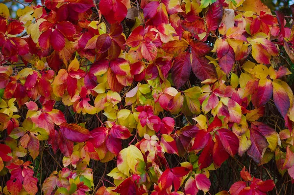 Colorido Vermelho Amarelo Laranja Verde Flor Videira Selvagem Parede Parthenocissus — Fotografia de Stock