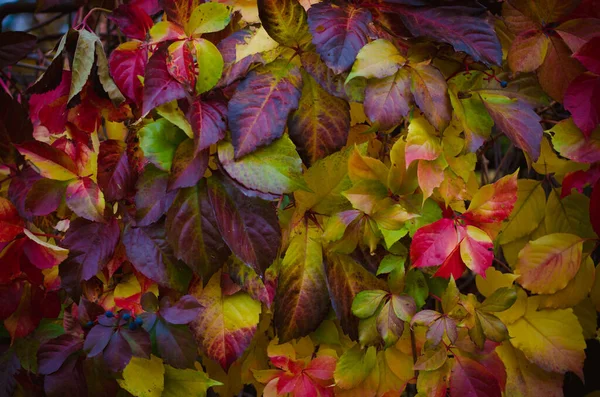 Colorido Rojo Amarillo Naranja Verde Flor Vid Salvaje Pared Parthenocissus —  Fotos de Stock