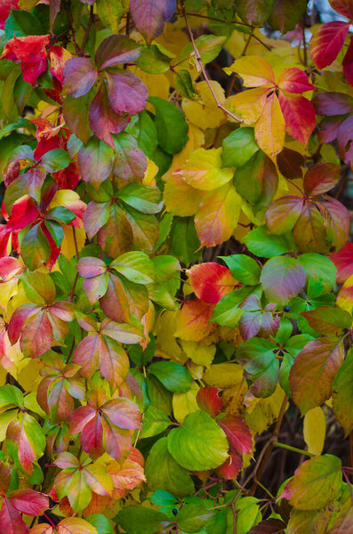 bright vivid colorful red, yellow, orange and green wild vine flower on wall, parthenocissus creeper