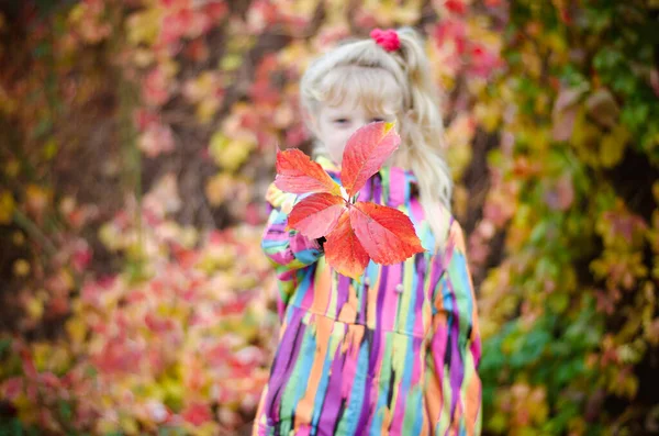 Adorable Blond Girl Colorful Jacket Enjoying Color Autumnal Leaves — Photo