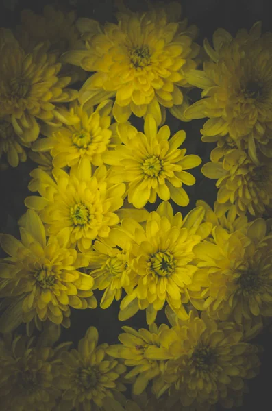 Big Yellow Chrysanthemum Flowers Pattern — Zdjęcie stockowe