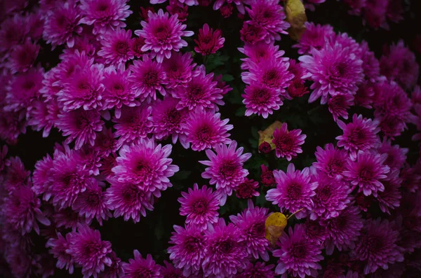 Drammatico Modello Fiori Crisantemo Rosa — Foto Stock