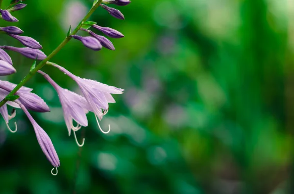 Flores violetas —  Fotos de Stock