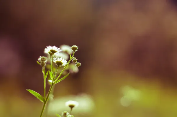 洋甘菊花 — 图库照片