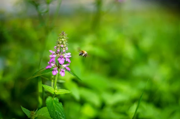 Fleurs violettes — Photo