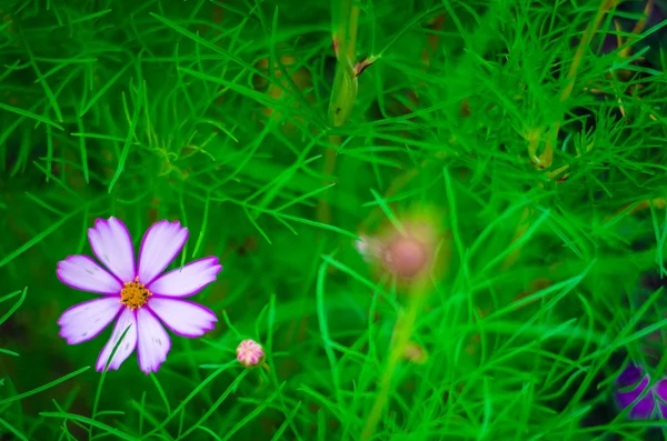 Cosmos flower — стоковое фото