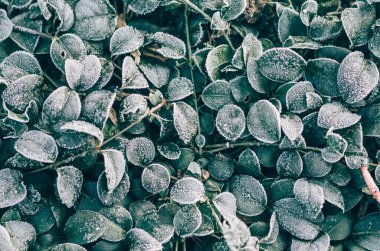 Bitkilerin yapraklarındaki beyaz don, dramatik kontrastlar