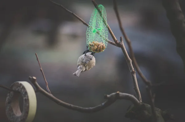 Pássaro Comendo Comida Preparada Pendurar Árvore Tempo Inverno — Fotografia de Stock